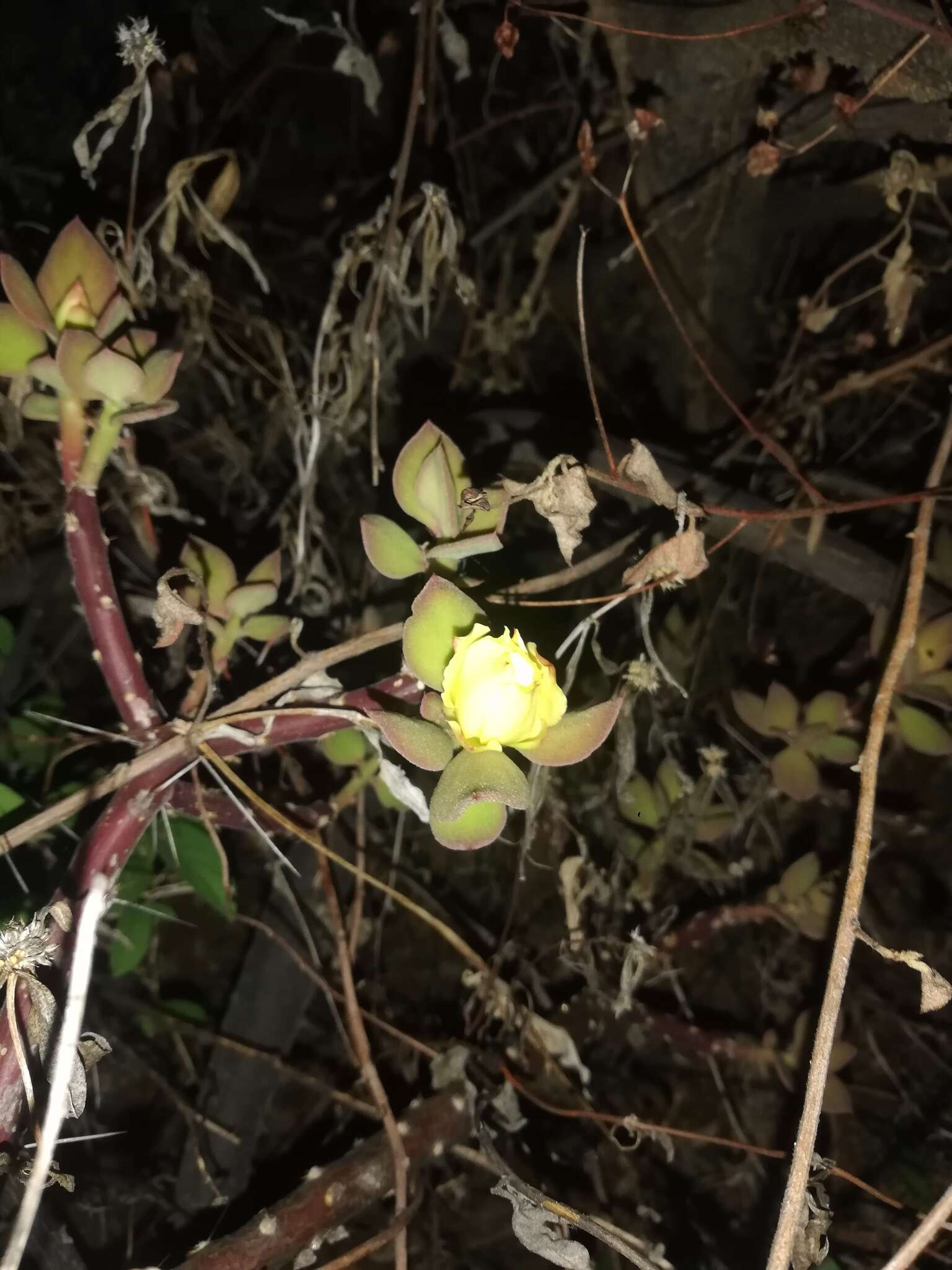 Image of Pereskiopsis rotundifolia (DC.) Britton & Rose