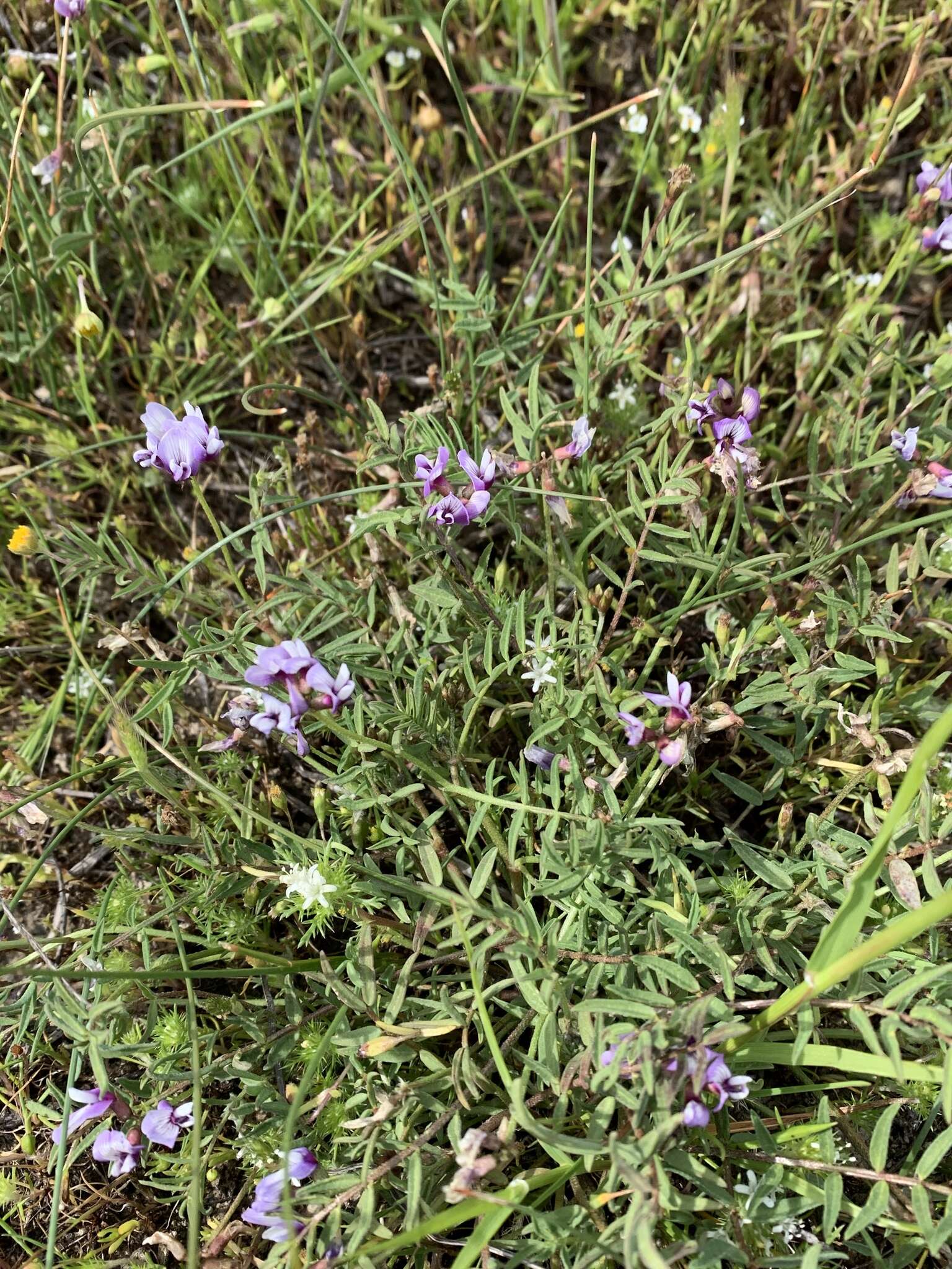 Image of Astragalus tener var. tener