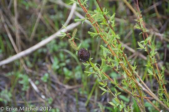 صورة Rabdophaga strobiloides (Osten Sacken 1862)