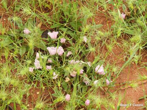 Image of Convolvulus lineatus L.