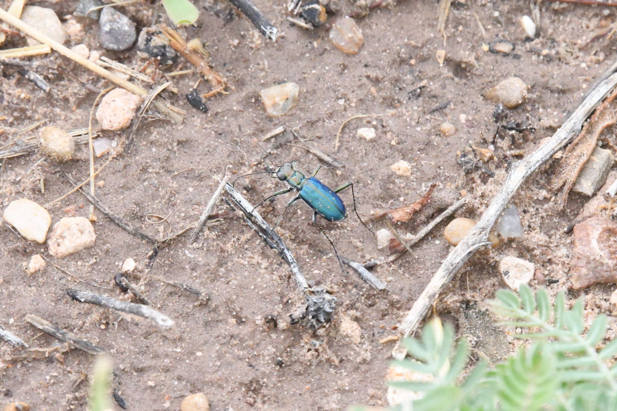 Image of Cicindela (Cicindelidia) punctulata chihuahuae Bates 1890