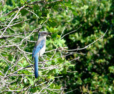 Plancia ëd Aphelocoma woodhouseii (Baird & SF 1858)