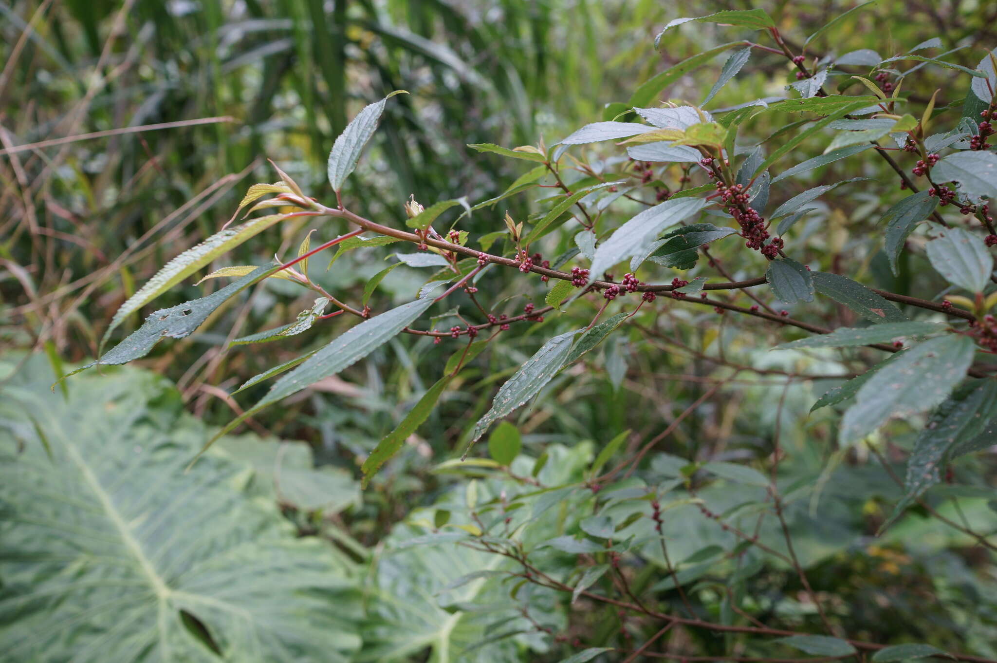 Imagem de Oreocnide pedunculata (Shirai) Masam.