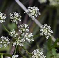 Imagem de Berula erecta subsp. thunbergii (DC.) B. L. Burtt