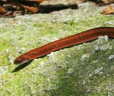 Image de Oligodon fasciolatus (Günther 1864)