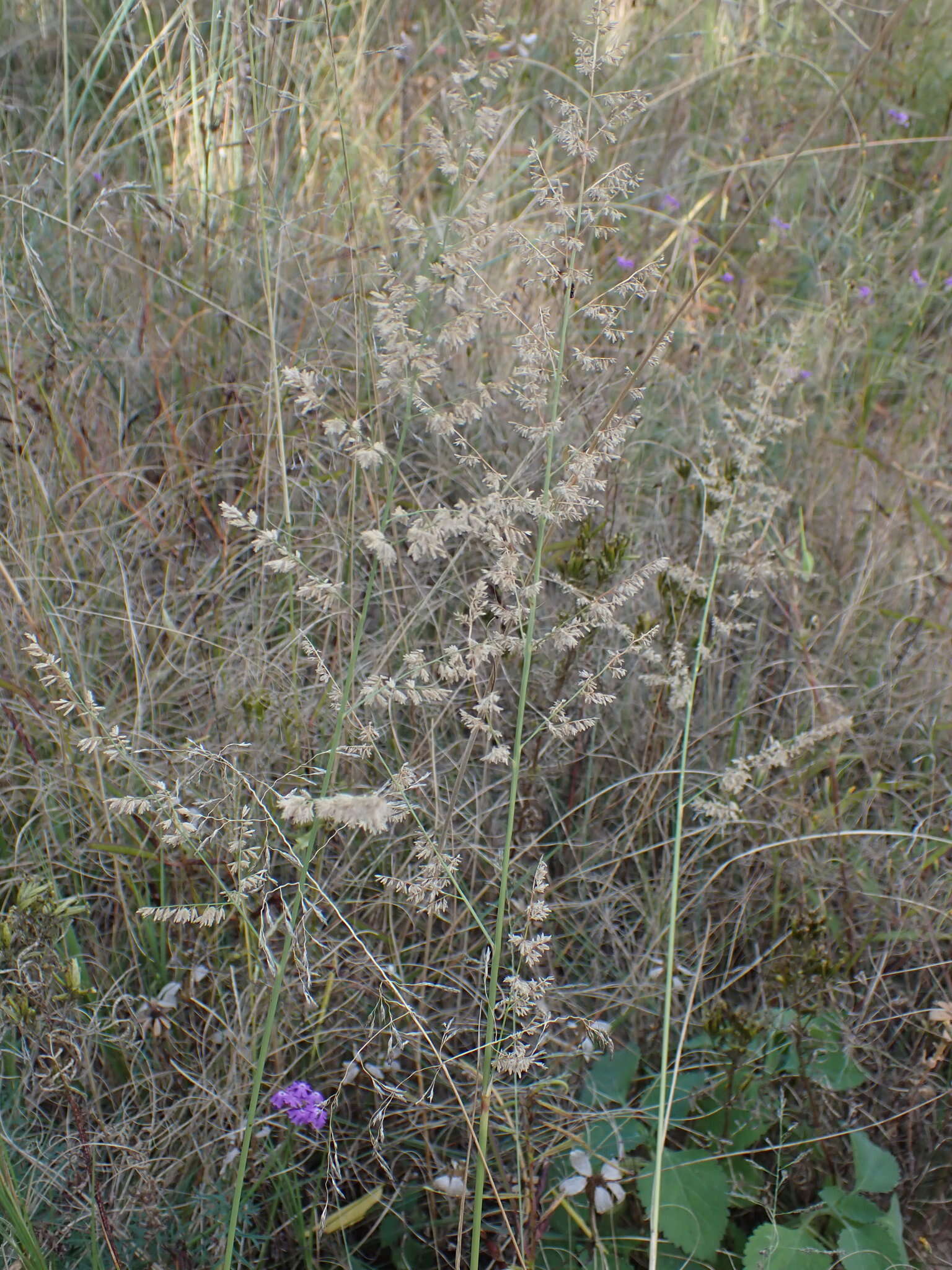 Image of Gumgrass