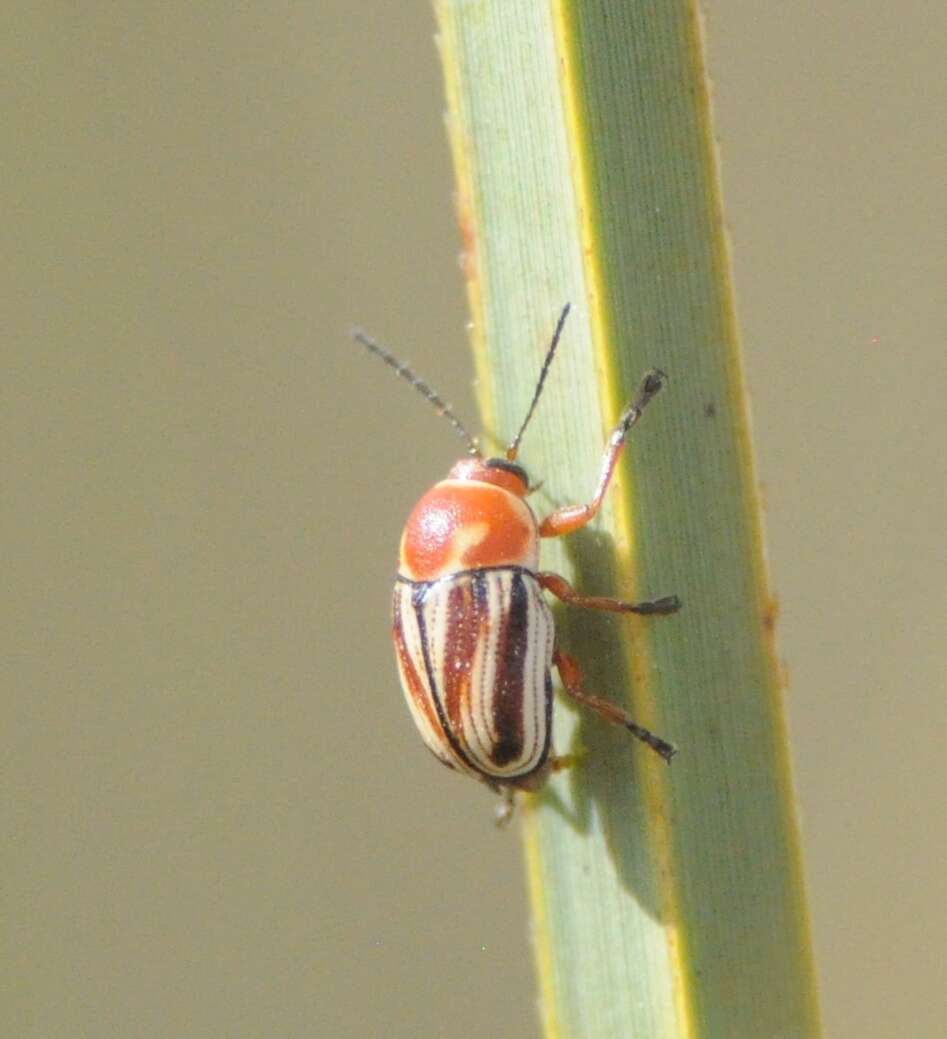 Image of Cryptocephalus obsoletus Germar 1824