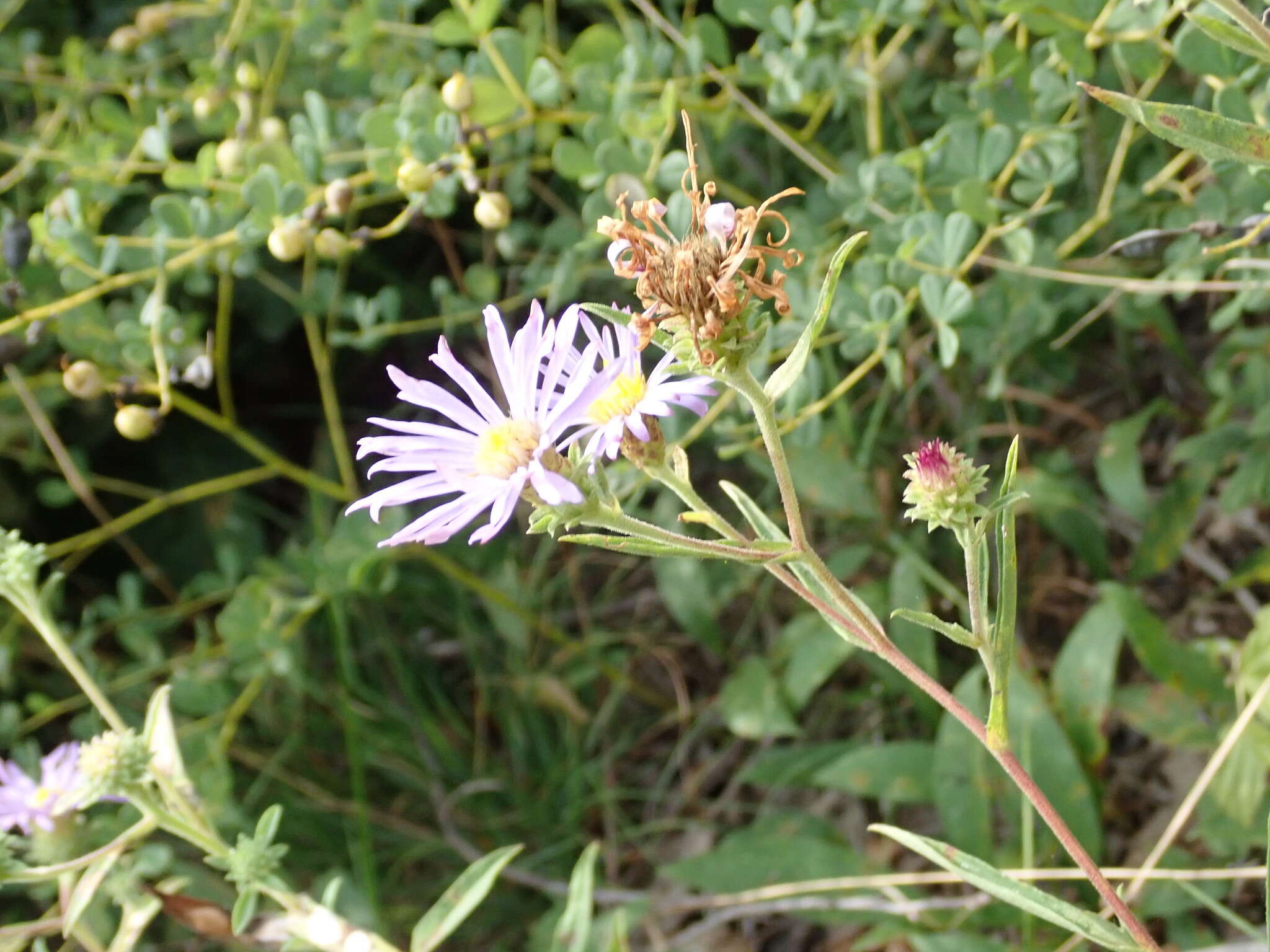 Image of eastern showy aster