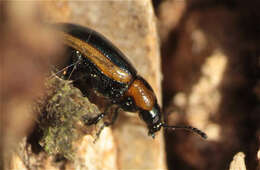 Image of Prasocuris marginella (Linnaeus 1758)