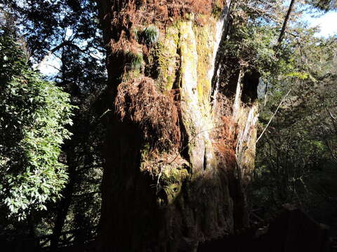 Image of Formosan Cypress