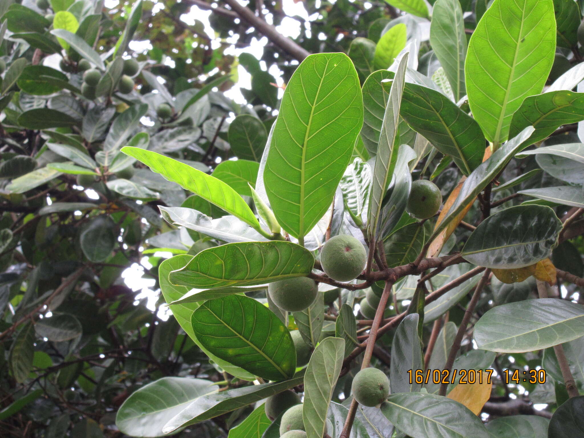 Ficus maxima Mill.的圖片