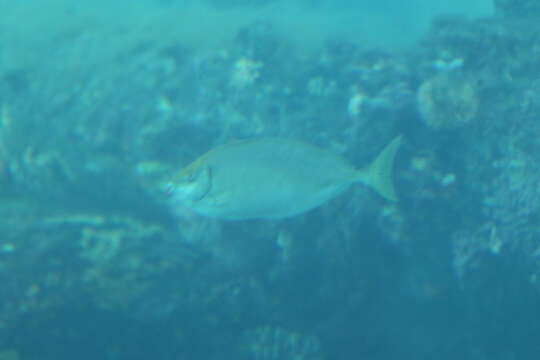 Image of Dusky rabbitfish