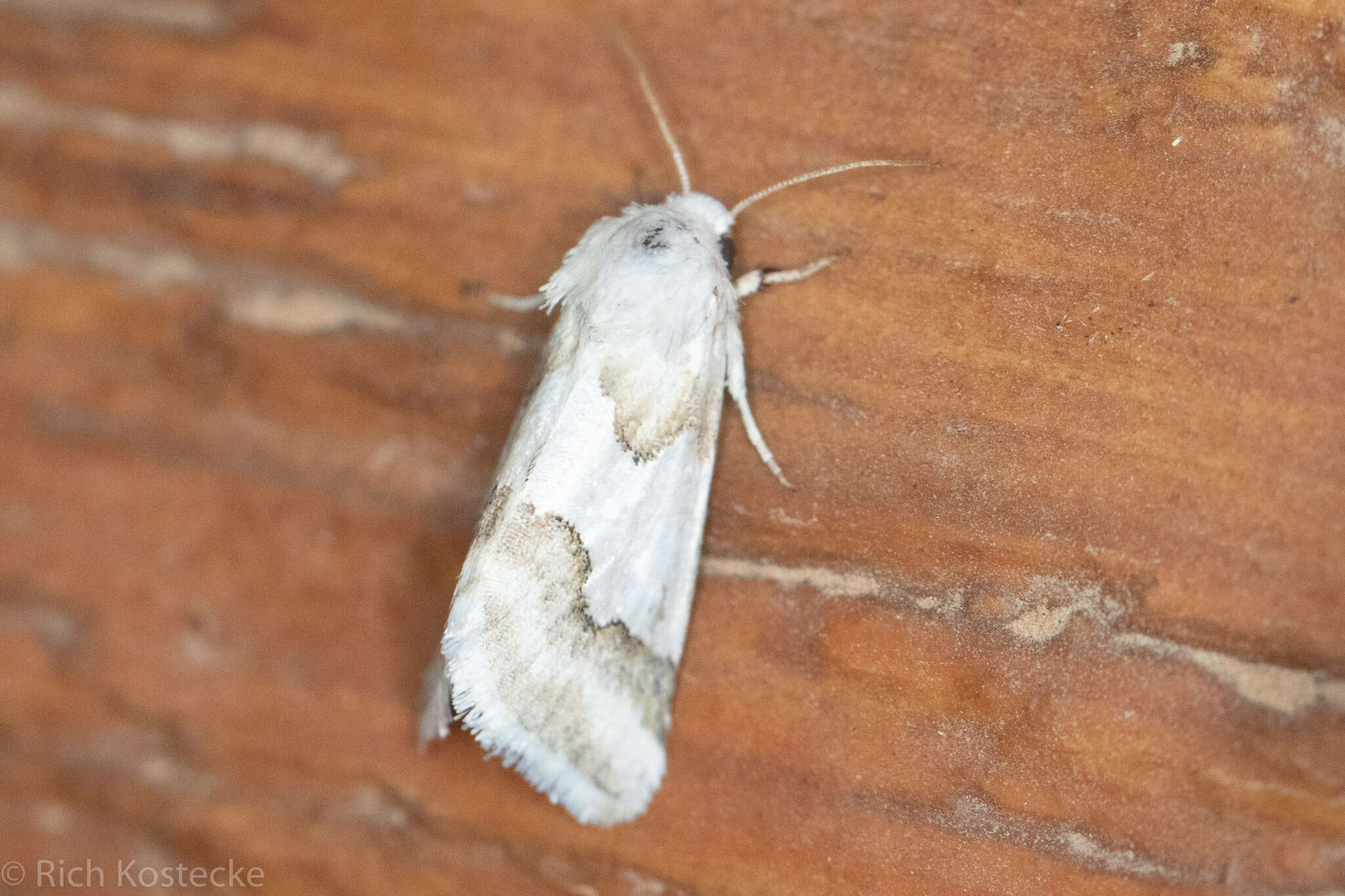 Image of Hulst's Flower Moth