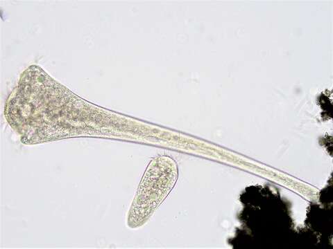 Image of Stentor roeselii