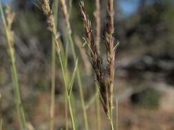 Hilaria jamesii (Torr.) Benth. resmi