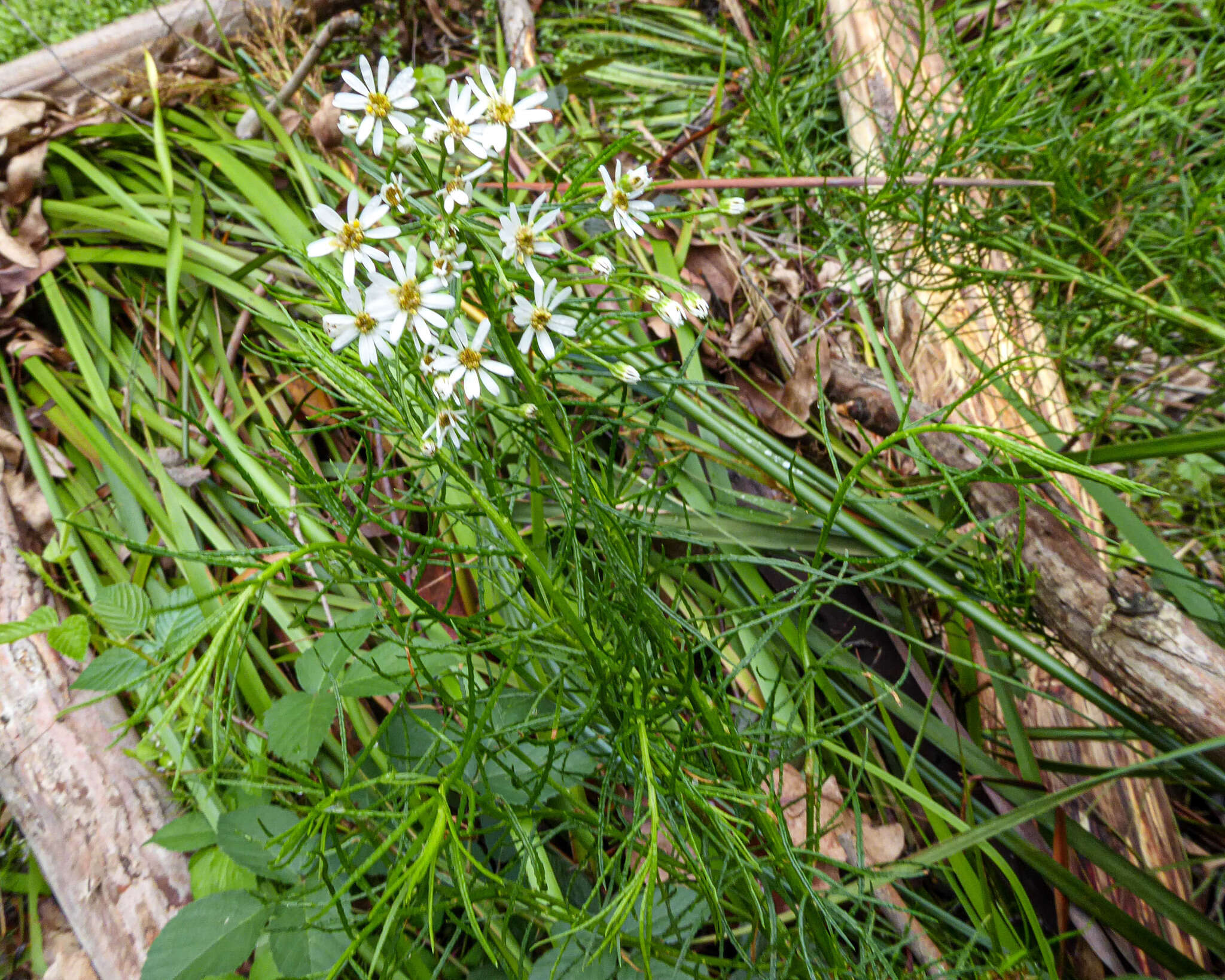 Image of swamp daisy-bush