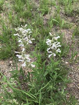 Image of pale beardtongue