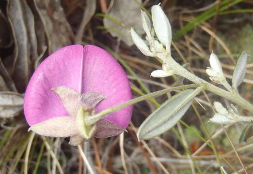 Image of Podalyria buxifolia Willd.