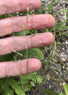 Sivun Eragrostis gangetica (Roxb.) Steud. kuva