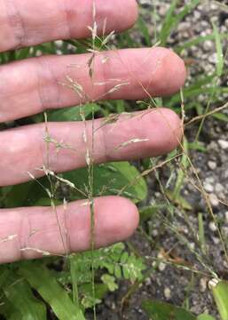 Image of slimflower lovegrass