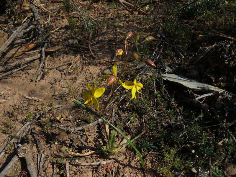 Image of Cyanella lutea L. fil.