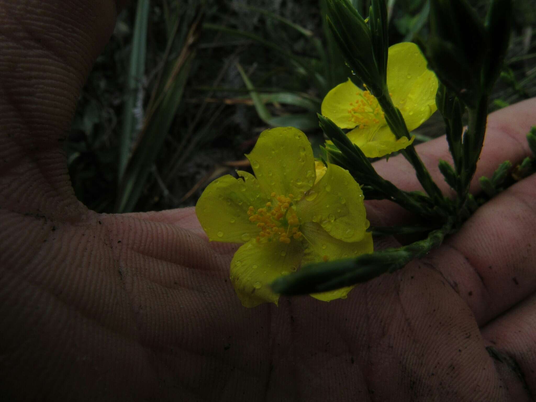 Image of Hypericum strictum (Triana & Planch.) Kunth