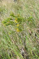 Sivun Hypericum fasciculatum Lam. kuva