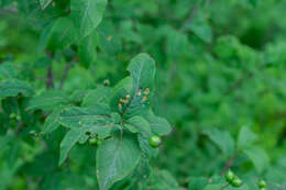 Image of Puccinia festucae Plowr. 1893