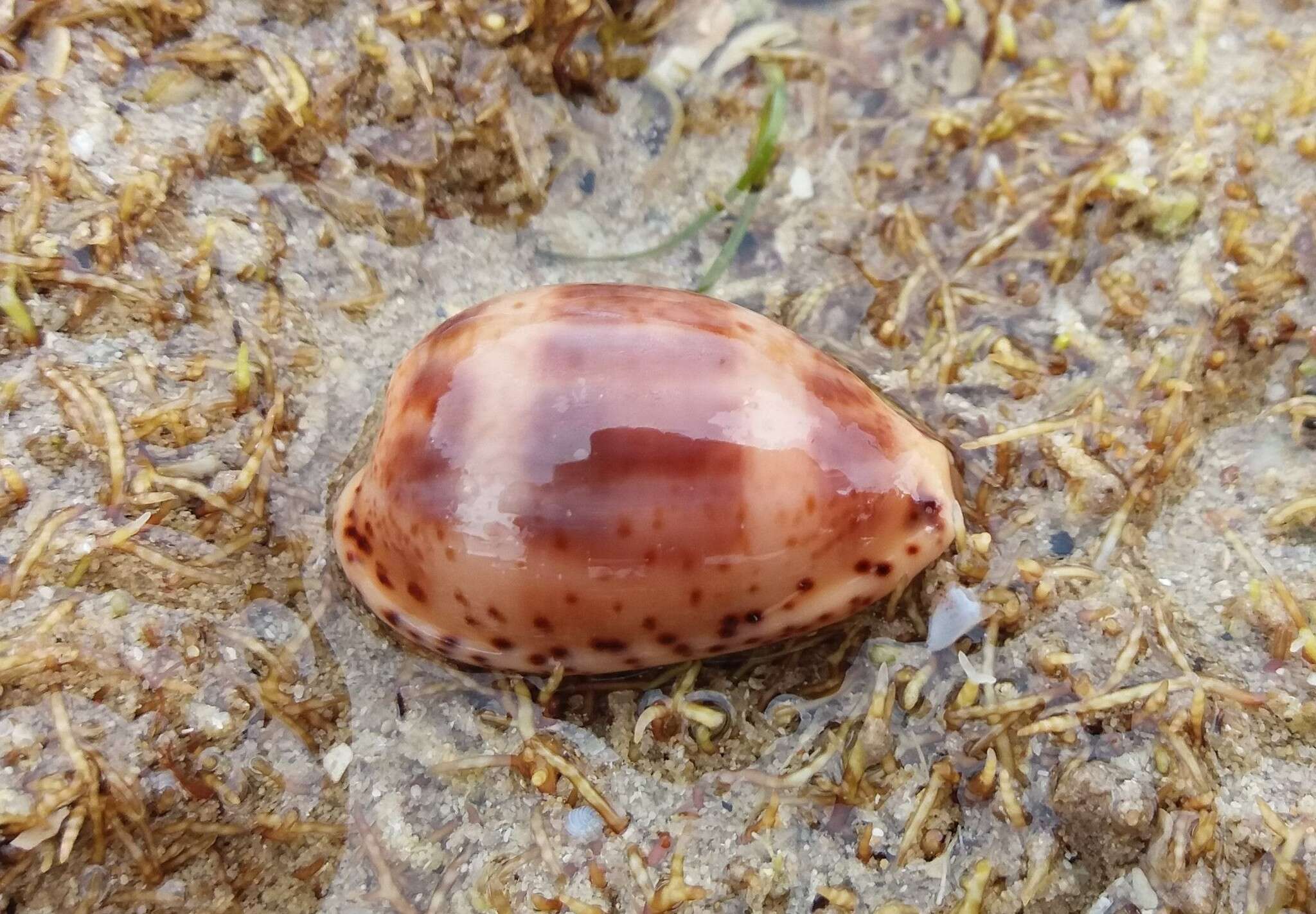 Image of Notocypraea piperita (Gray 1825)