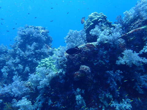 Image of Indian triggerfish