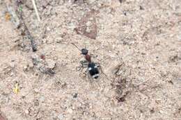 Image of Eccoptoptera cupricollis Chaudoir 1878