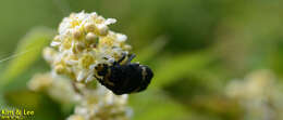 Glycyphana fulvistemma Motschulsky 1858 resmi