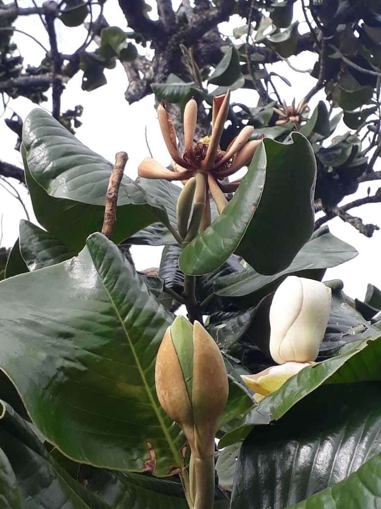 Image de Magnolia yarumalensis (Lozano) Govaerts