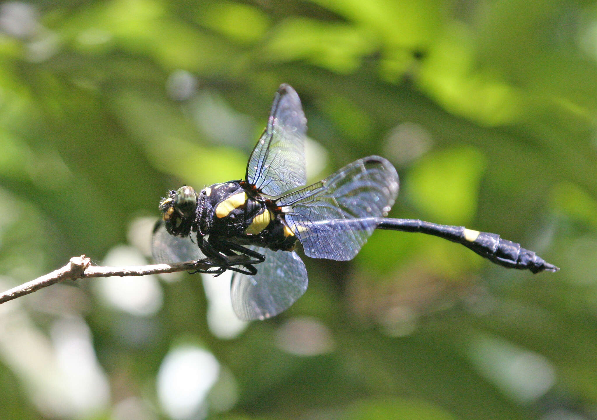 صورة Gomphidictinus perakensis (Laidlaw 1902)