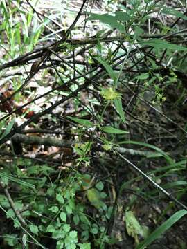 Image of Trailing Yellow-Loosestrife