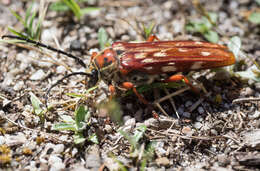Image of Tragocerus lepidopterus (Schreibers 1802)