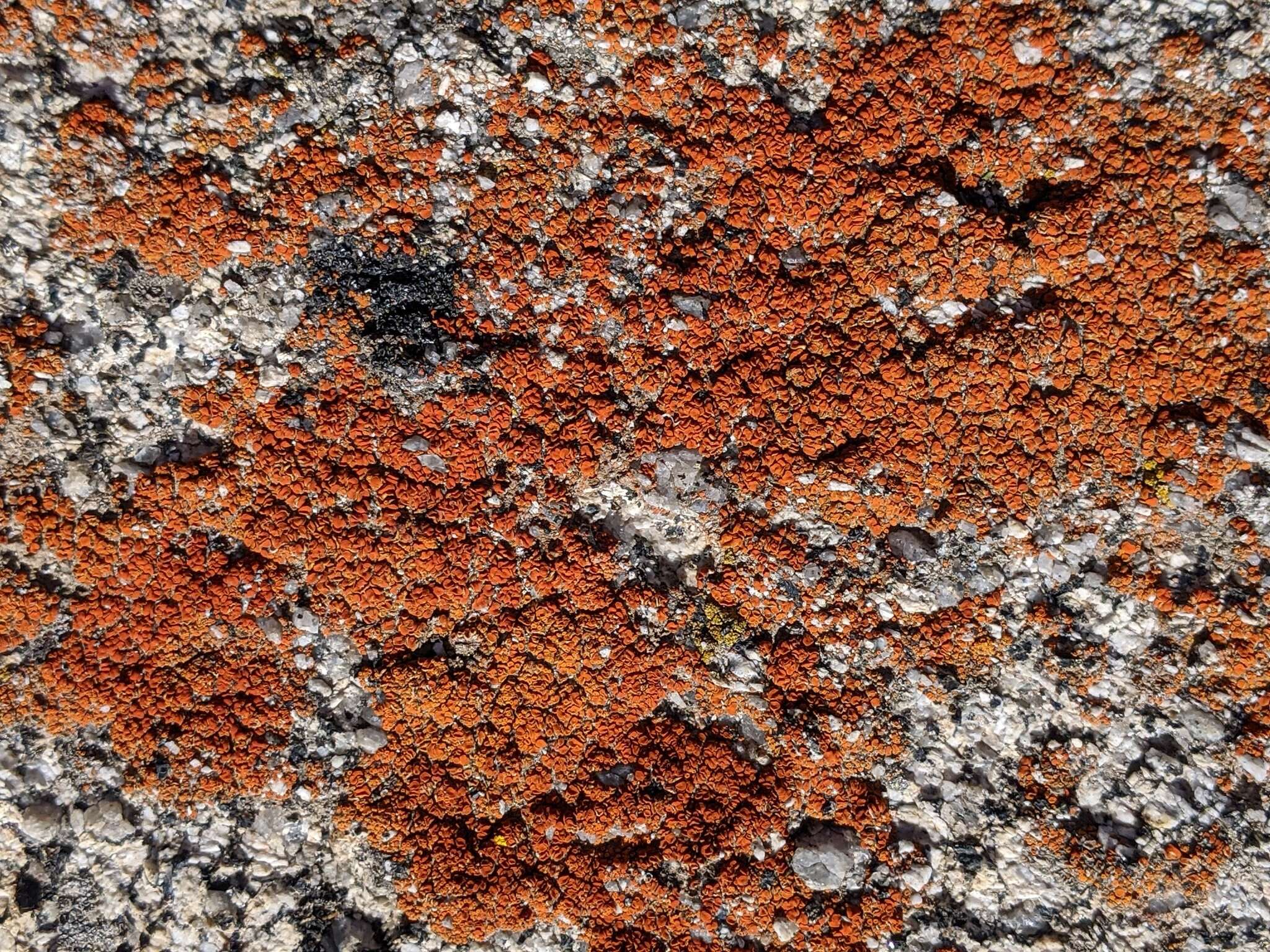 Image of sandwort orange lichen