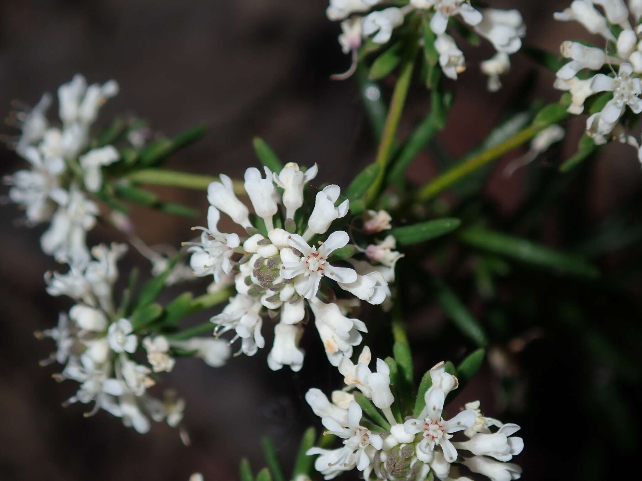 Imagem de Poranthera ericifolia Rudge