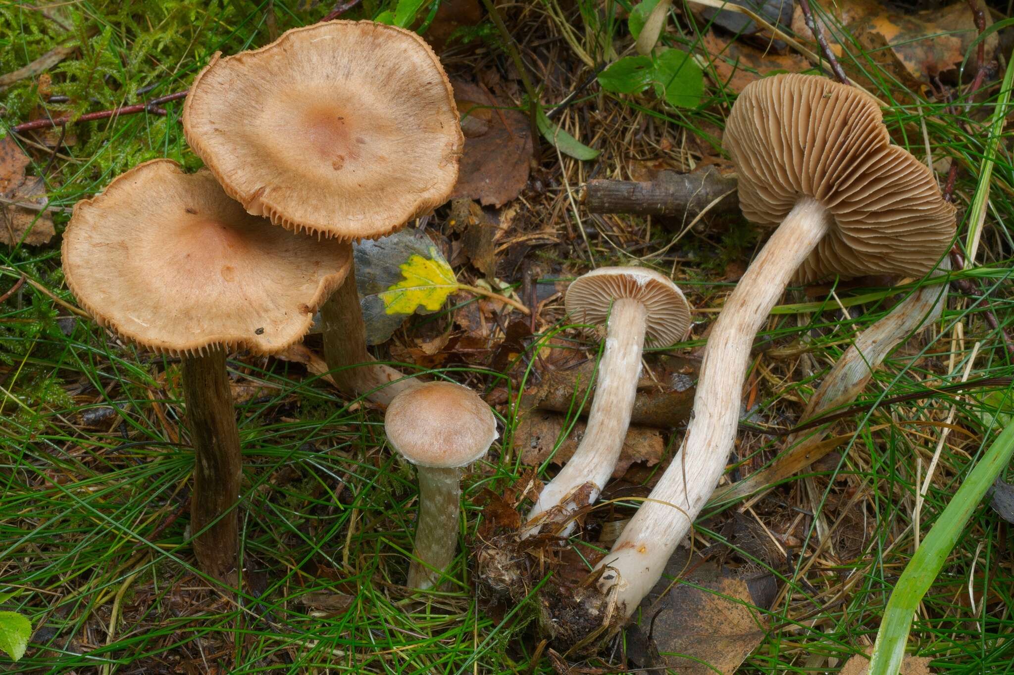 Image of Cortinarius disjungendus P. Karst. 1893