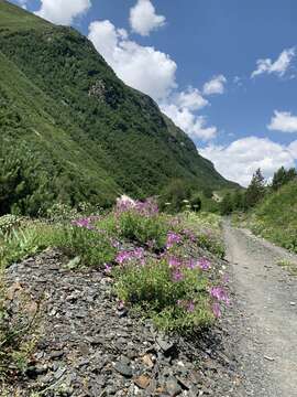 Image de Epilobium colchicum Albov