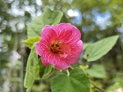 Imagem de <i>Hibiscus lavateroides</i>