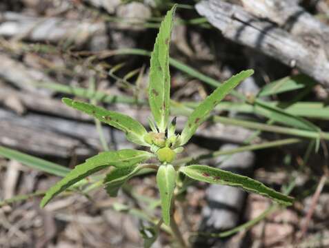 صورة Euphorbia cuphosperma (Engelm.) Boiss.