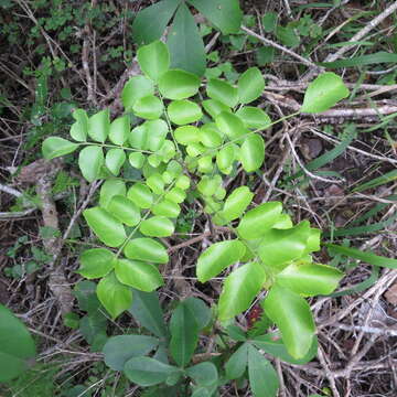 Image of Small knobwood