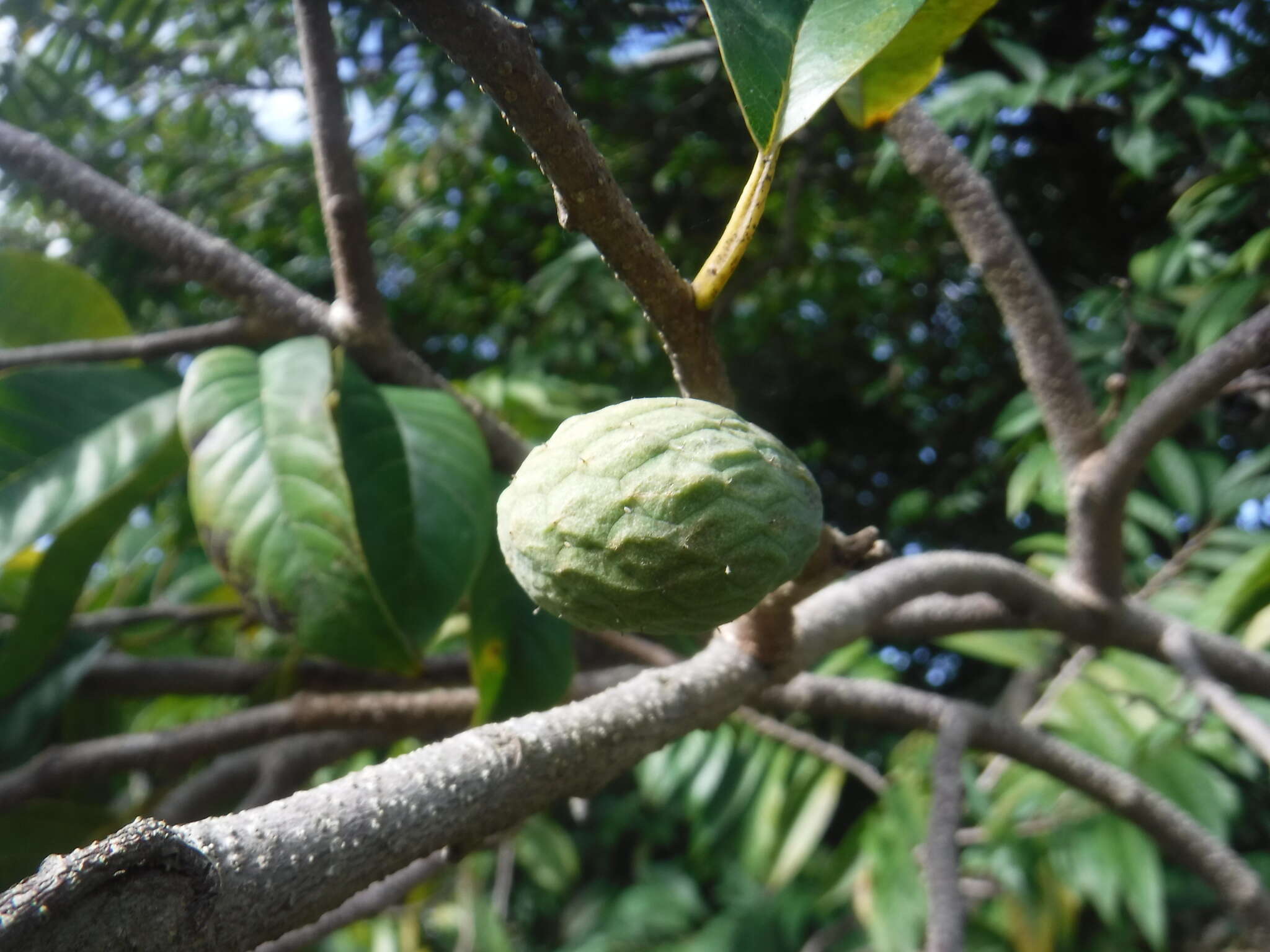 Imagem de Annona reticulata L.