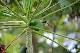 Image of Veracruz Wren