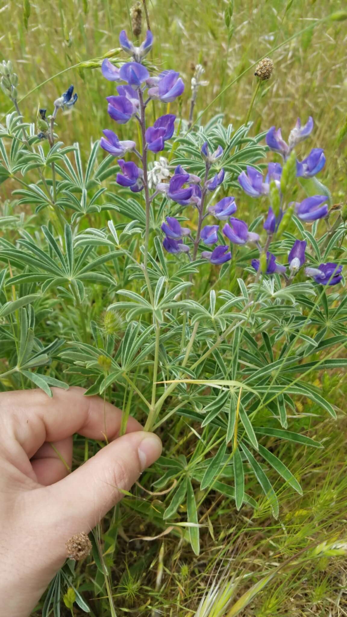 Imagem de Lupinus arbustus Lindl.