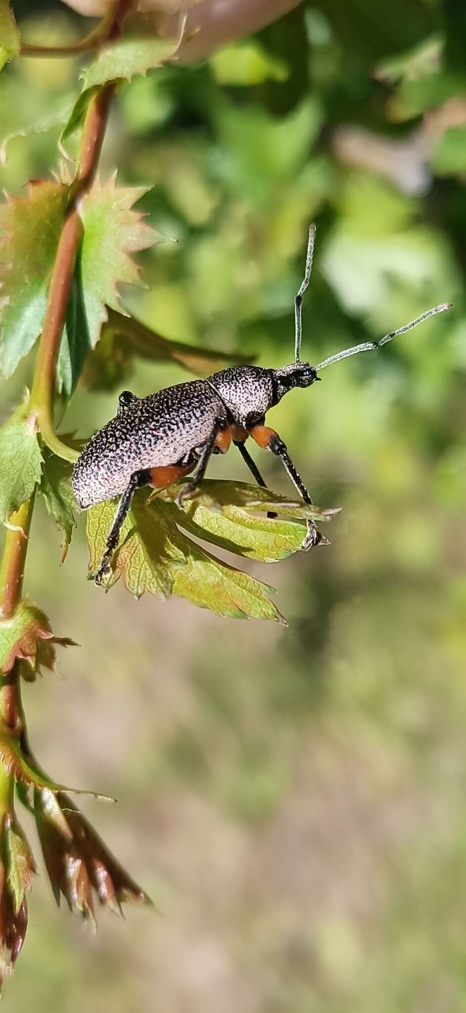 Imagem de Otiorhynchus (Otiorhynchus) cardiniger (Host 1789)