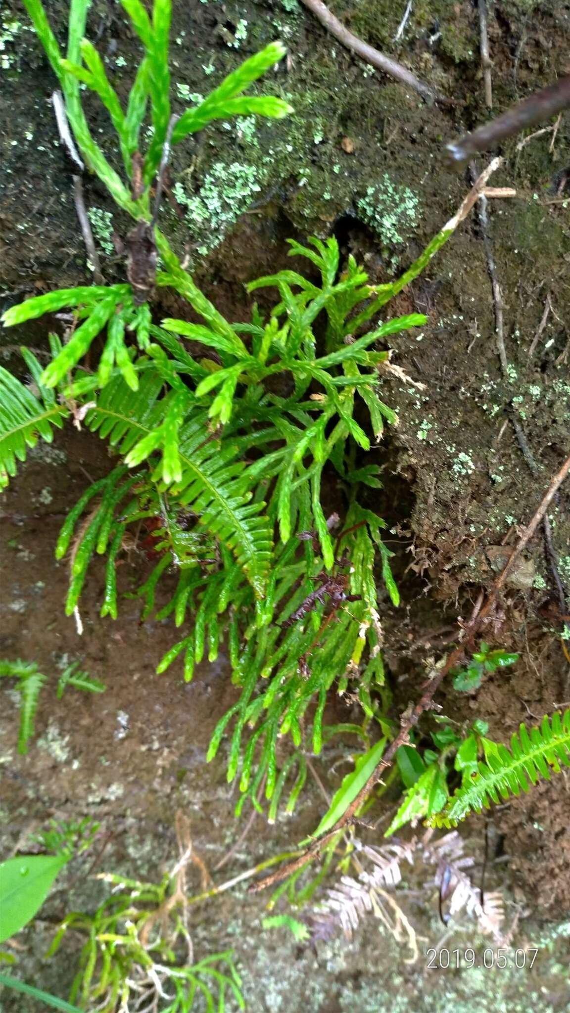 Image of Diphasiastrum multispicatum (J. H. Wilce) Holub