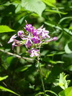 Image of largeleaf phlox