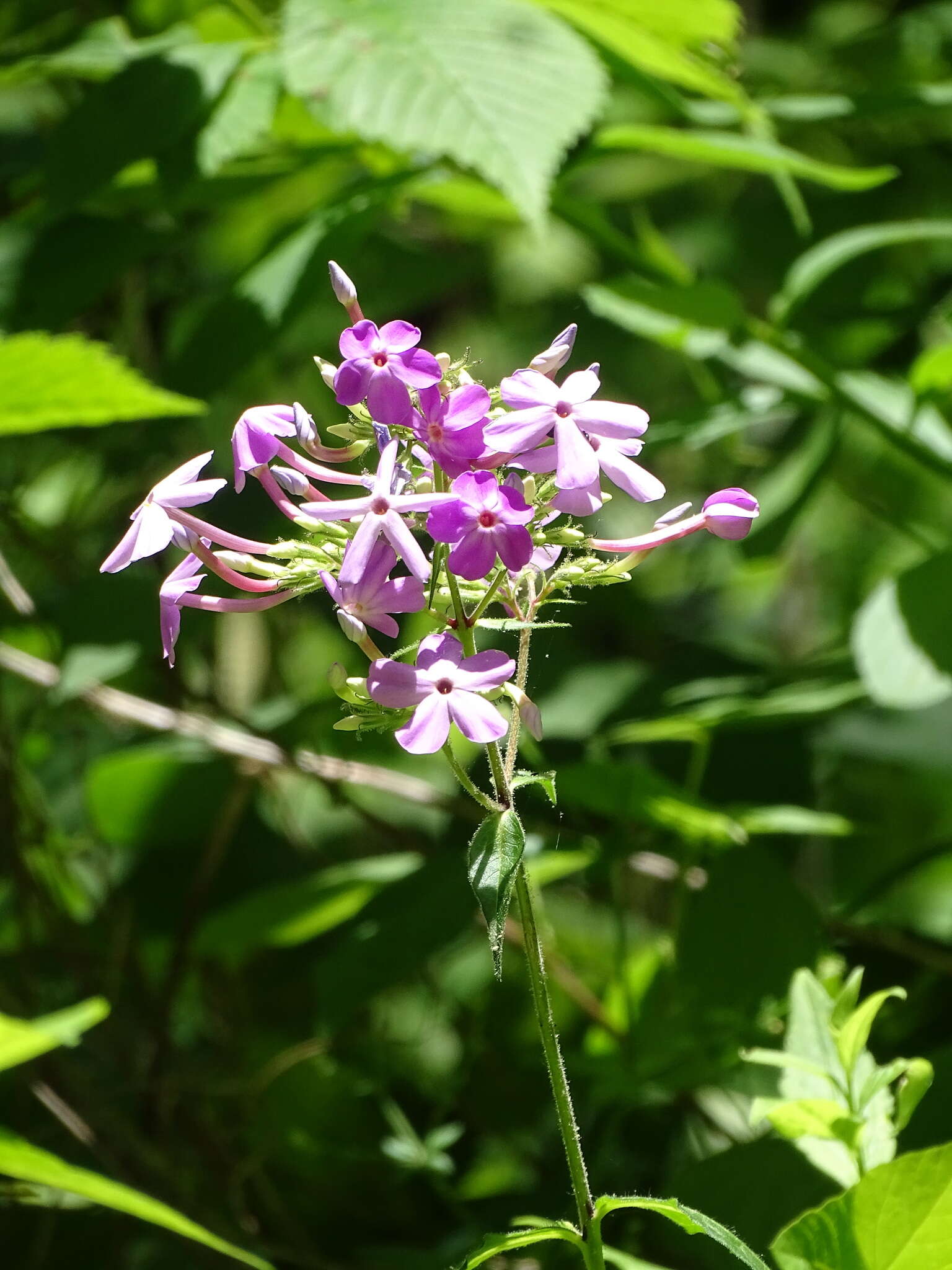 Image of largeleaf phlox